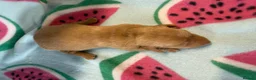 Miniature Dachshund dogs for sale: Kc Reg Smooth Haired Miniature Dachshunds  - Advert 9