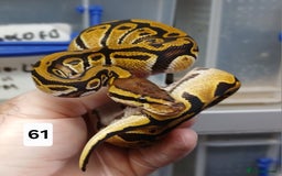 Python Snake reptiles for sale: Hatchling Royal Python's  - Image 25