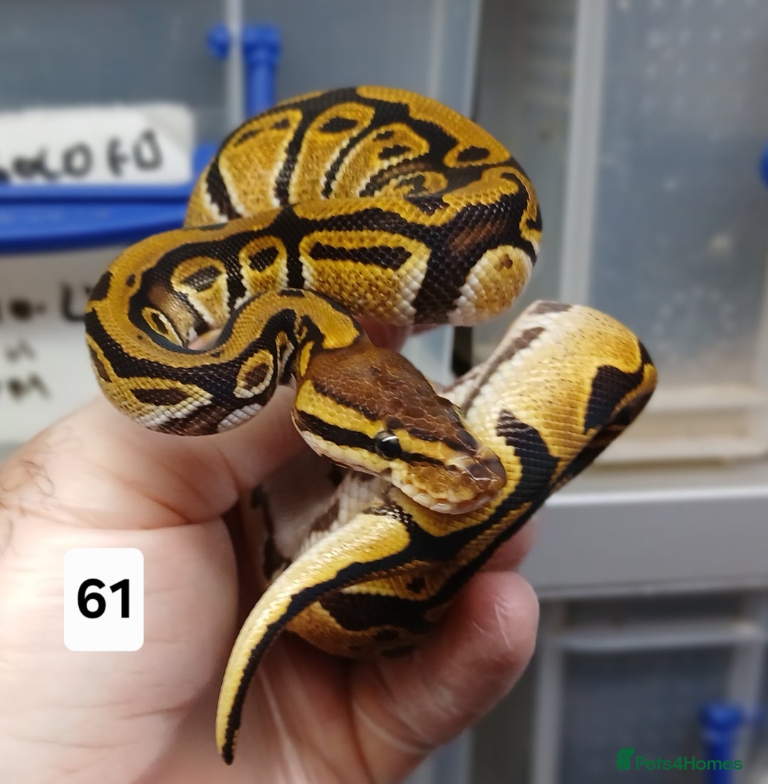 Python Snake reptiles for sale: Hatchling Royal Python's  - Image 25