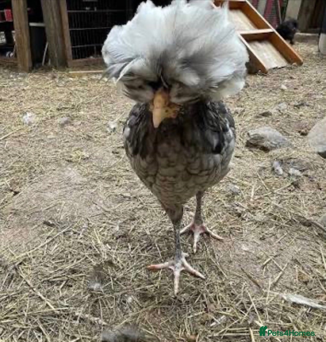 Chickens poultry Polish growers  - Advert 1