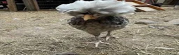 Chickens poultry for sale: Polish growers  - Advert 1