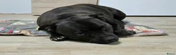 Staffordshire Bull Terrier dogs for sale: KC registered female in Truro - Advert 2