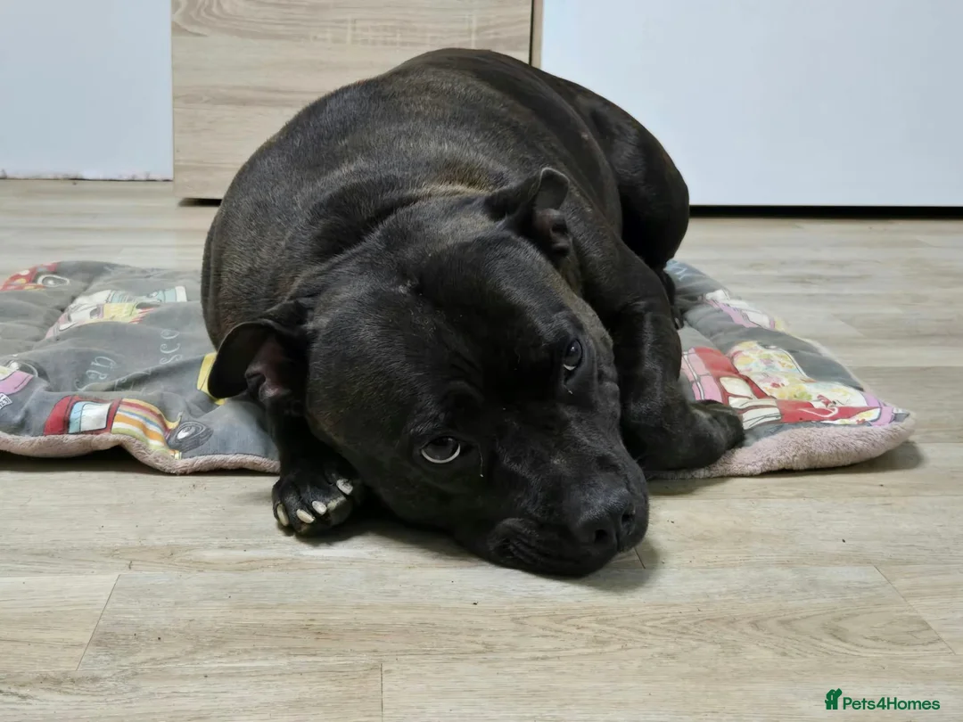 Staffordshire Bull Terrier dogs for sale: KC registered female in Truro - Advert 2
