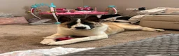 Akita dogs for sale: Male Akita  - Advert 1