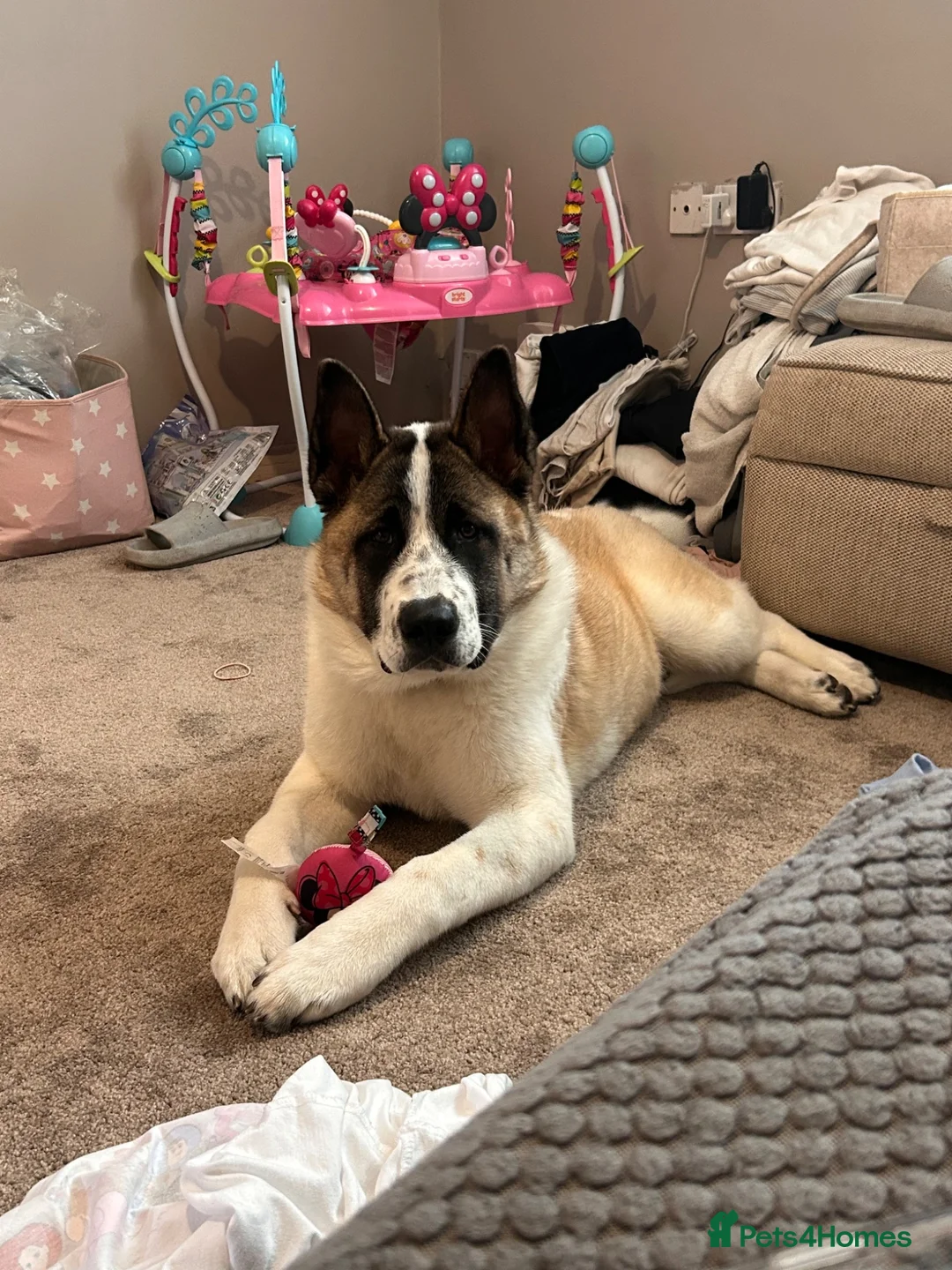 Akita dogs for sale: Male Akita  - Advert 1