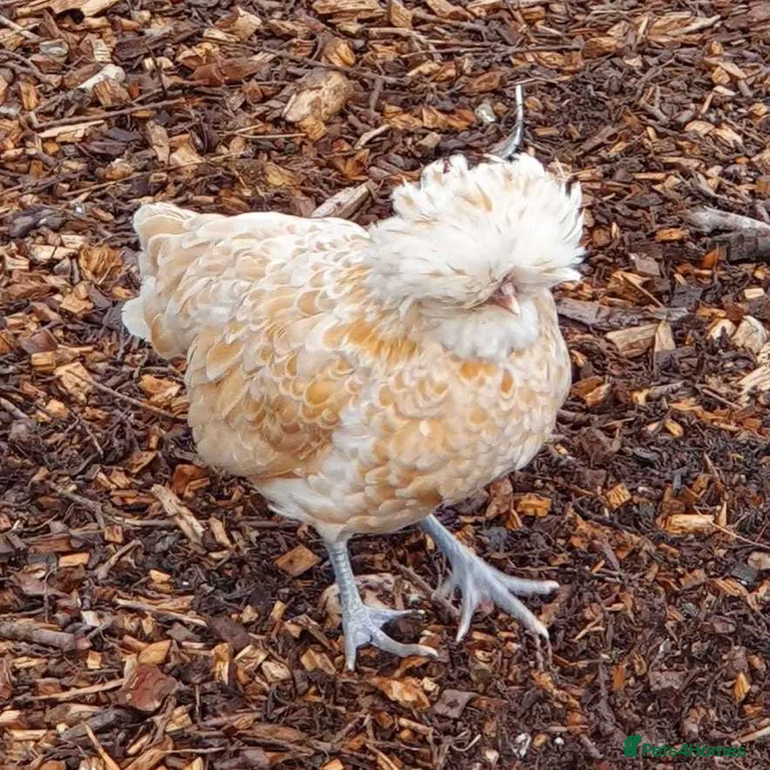 Chickens poultry for sale: Bantams fully vaccinated  - Advert 2