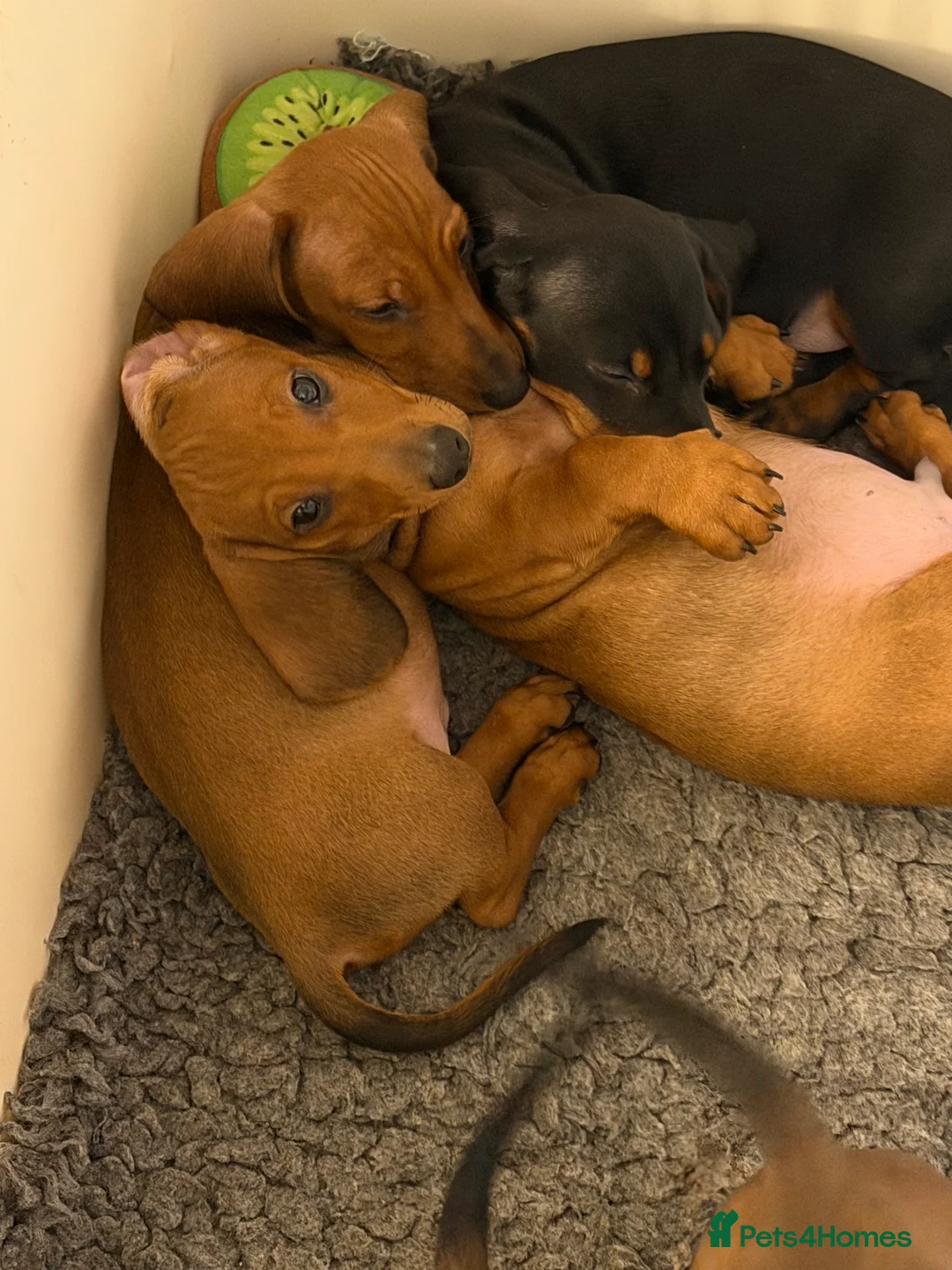 Dachshund dogs for sale: Champion Bred KC Smooth Dachshund Male Pup - Advert 4