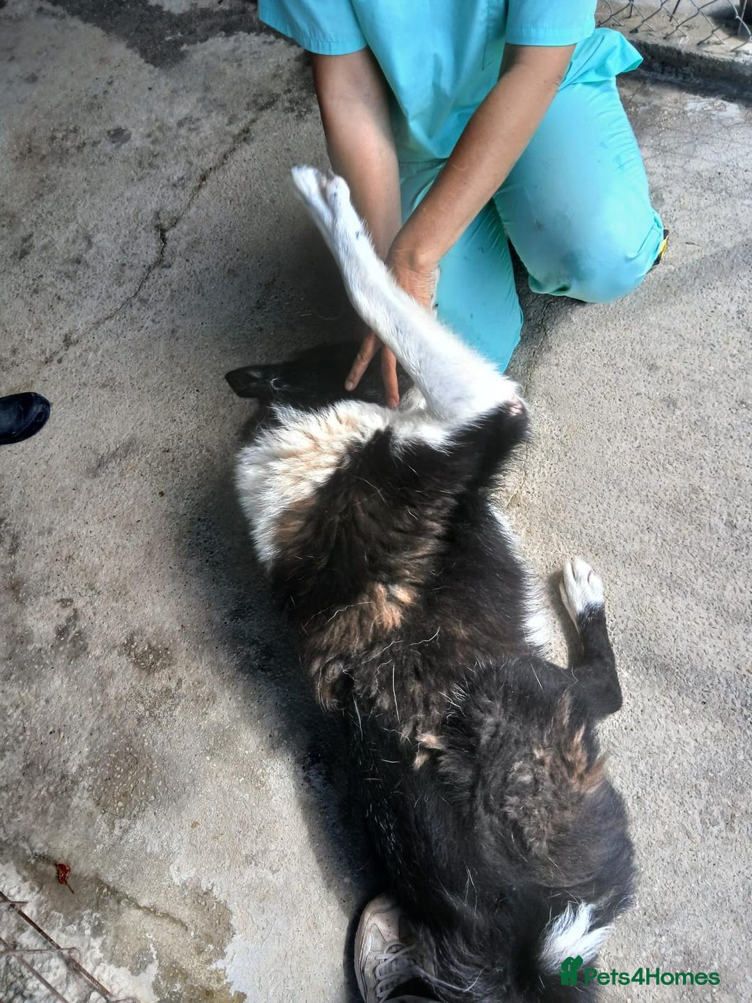 Mixed Breed dogs for adoption: Drummer, 6-7 yrs old. Available for adoption. - Image 13