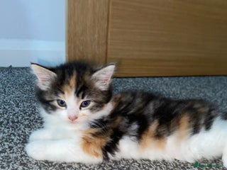 Mixed Breed cats - Advert 3