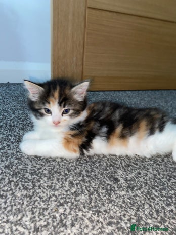 Mixed Breed cats - Advert 3