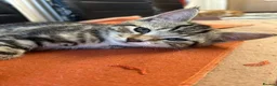 Mixed Breed cats for sale: 4 Kittens  - Advert 1