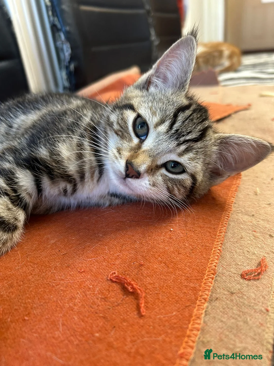 Mixed Breed cats for sale: 4 Kittens  - Advert 1