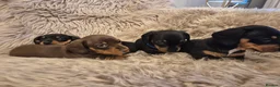Miniature Dachshund dogs for sale: Adorable KC Pedigree Miniature Dachshund Puppies - Advert 6