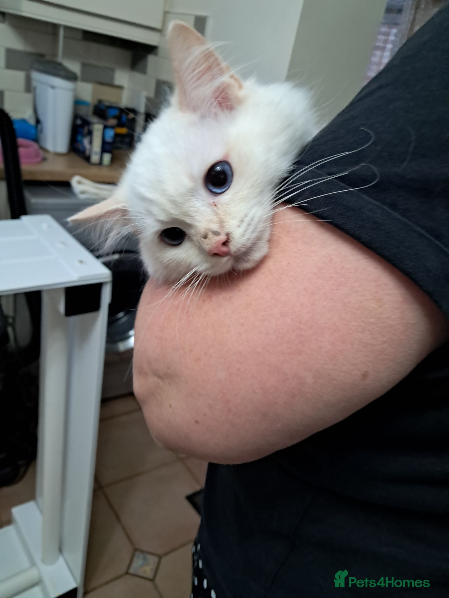 Ragdoll cats REDUCED just 1 amazing little boy GCCF Ragdolls - Advert 6