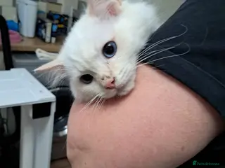 Ragdoll cats REDUCED just 1 amazing little boy GCCF Ragdolls - Advert 6