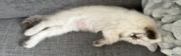 Ragdoll cats for sale: Female ragdoll kitten  - Advert 3