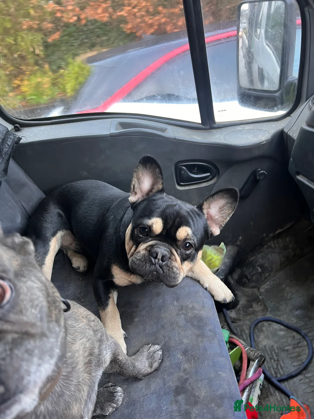 French Bulldog dogs for stud: Chocolate Tan french bulldog Burtie in Sevenoaks - Advert 3