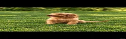 Cockapoo dogs for sale: Show quality litter of F2 cockerpoos 🌈 - Advert 2