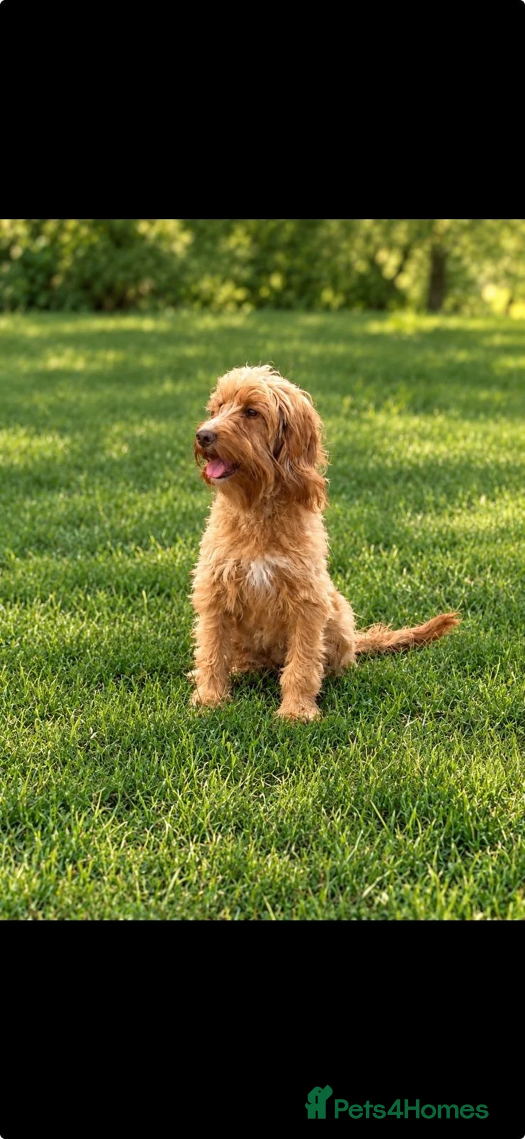 Cockapoo dogs for sale: Show quality litter of F2 cockerpoos 🌈 - Advert 2