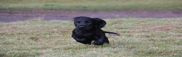 Cocker Spaniel dogs for sale: Gorgeous KC Reg Cocker Spaniels for Forever Homes - Advert 26