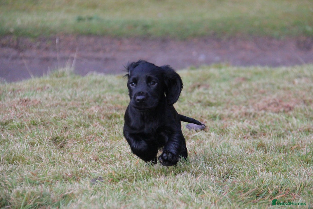 Cocker Spaniel dogs for sale: Gorgeous KC Reg Cocker Spaniels for Forever Homes - Advert 26
