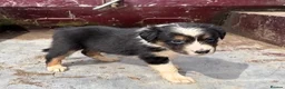 Mixed Breed dogs for sale: Welsh Sheepdog Cross Puppies - Advert 4