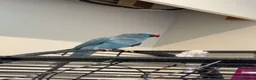 Ringnecks birds for sale: Beautiful blue young ringneck in Matlock - Advert 2