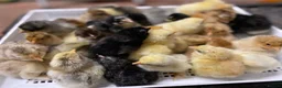 Chickens poultry for sale: Baby Chicks, Hatching eggs & Ducklings  - Advert 11