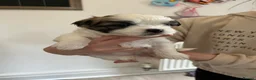 Malshi dogs for sale: Beautiful Malshi pups for sale - Advert 3