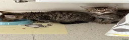 Mixed Breed cats for sale: 2 gorgeous tabby kittens - Advert 5