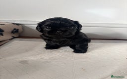 Shih Tzu dogs for sale: Shih tzu puppies for sale  - Image 3