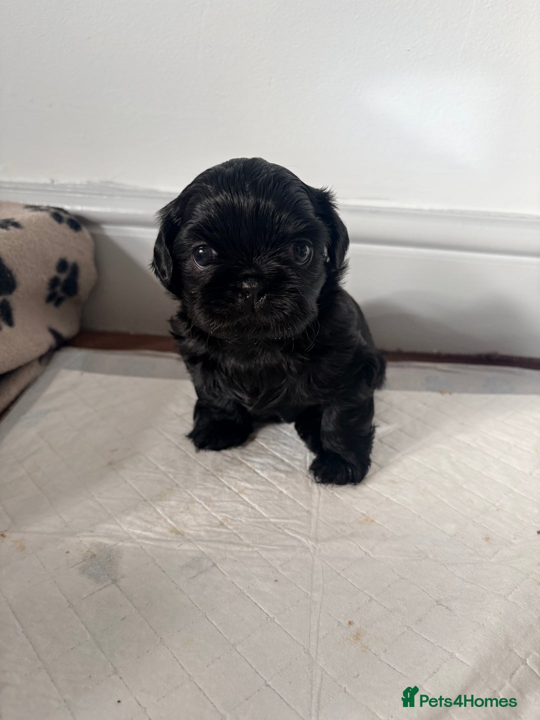 Shih Tzu dogs for sale: Shih tzu puppies for sale  - Image 3