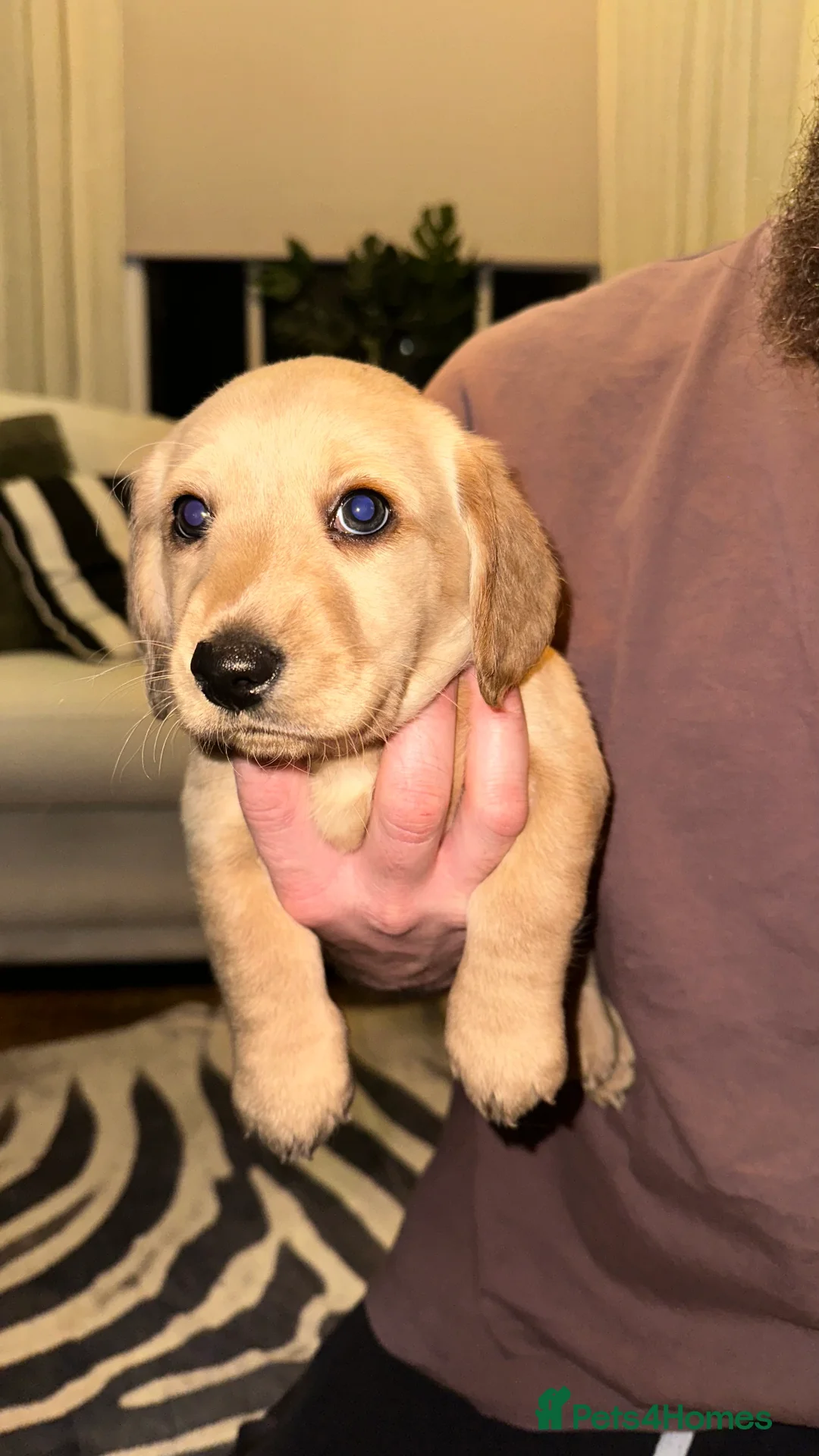 Mixed Breed dogs for sale: Dachsador  - Advert 8