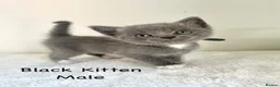 British Shorthair cats for sale: British Shorthair Cross Kittens  - Advert 10