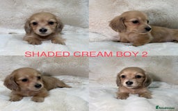 Miniature Dachshund dogs for sale:  KC REGISTERED MINIATURE LONGHAIRED DACHSHUND  - Image 6