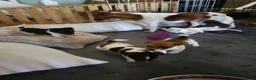 Jack Russell dogs for sale: Beautiful jack Russell puppies  in Bridgwater - Advert 7