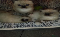 Siamese cats for sale: Siamese crossed with  Ragdol - Image 11