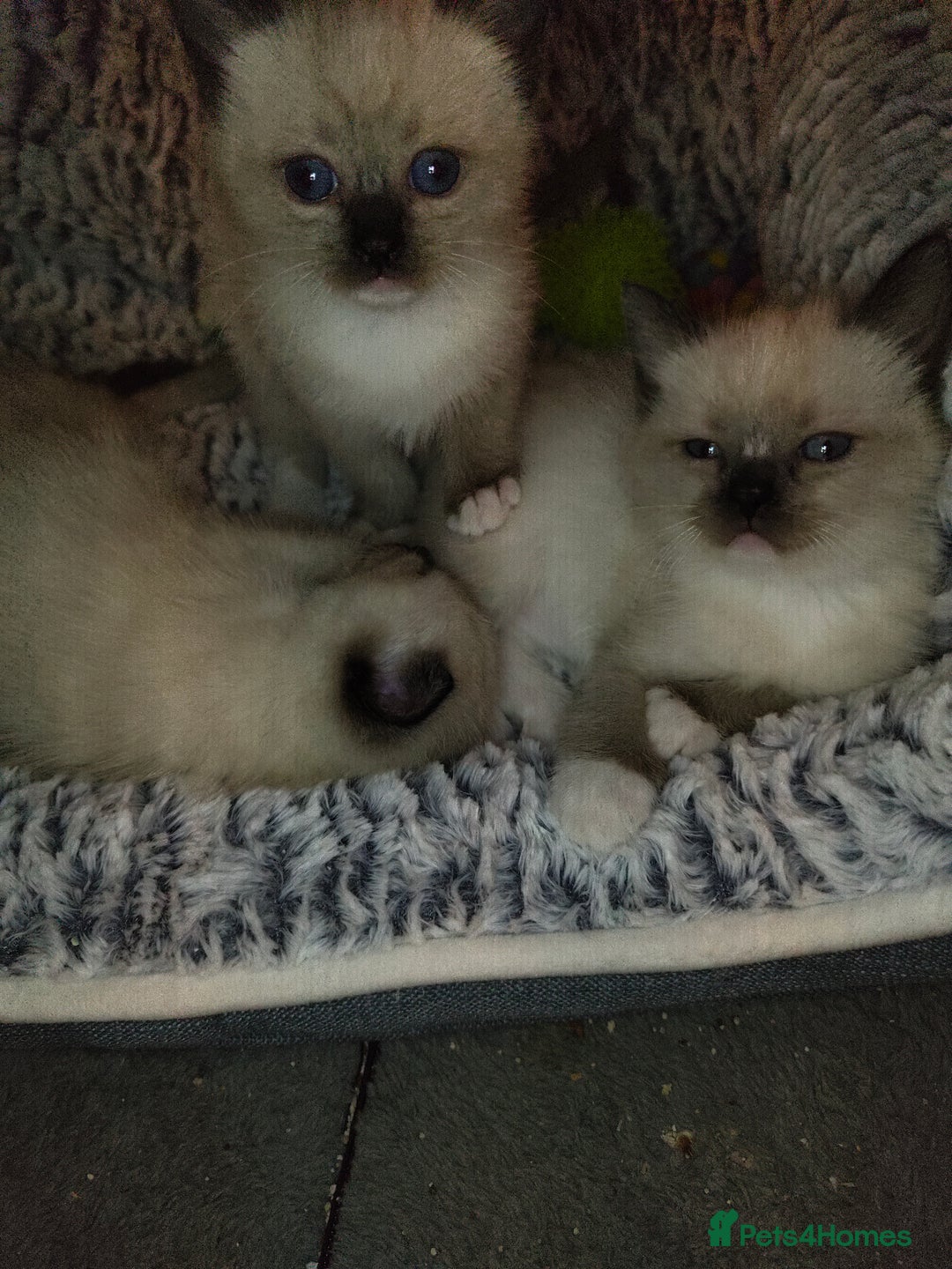 Siamese cats for sale: Siamese crossed with  Ragdol - Image 11