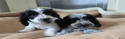 Cockapoo dogs for sale: BLUE ROAN F1 Cockapoo Boys. Extensively DNA Tested - Advert 23