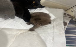 British Shorthair cats for sale: British short hair kittens - Image 13