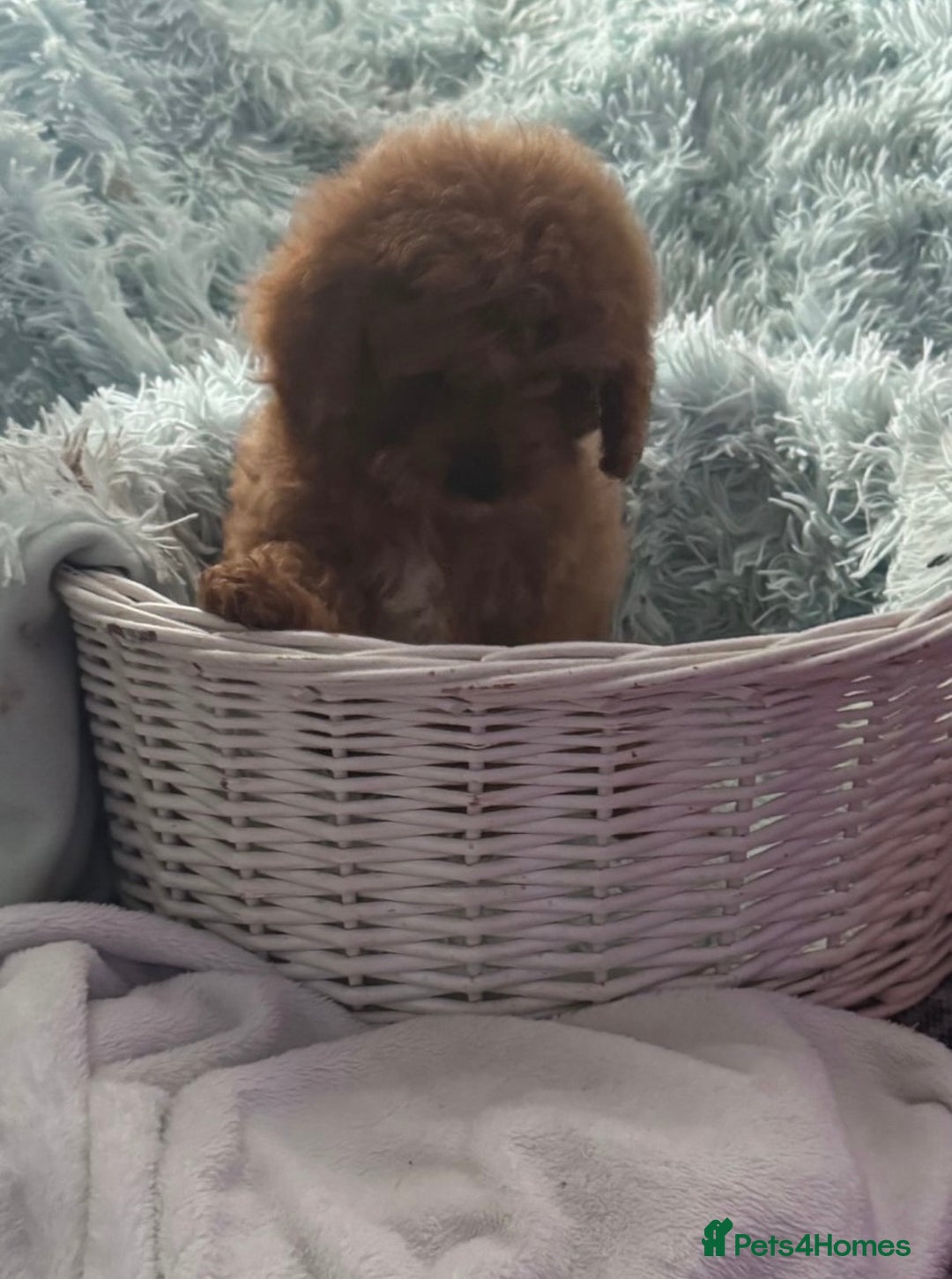 Cavapoo dogs for sale: Strong chunky cavapoo boy puppies ❤️ - Image 6