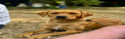 Labrador Retriever dogs for sale: KC Registered Black & Yellow Labrador Puppies - Advert 3