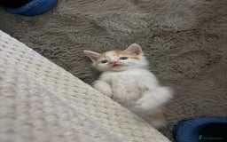 Oriental cats for sale: The Cutest Babies Hand Reared From 2 Weeks - Image 12