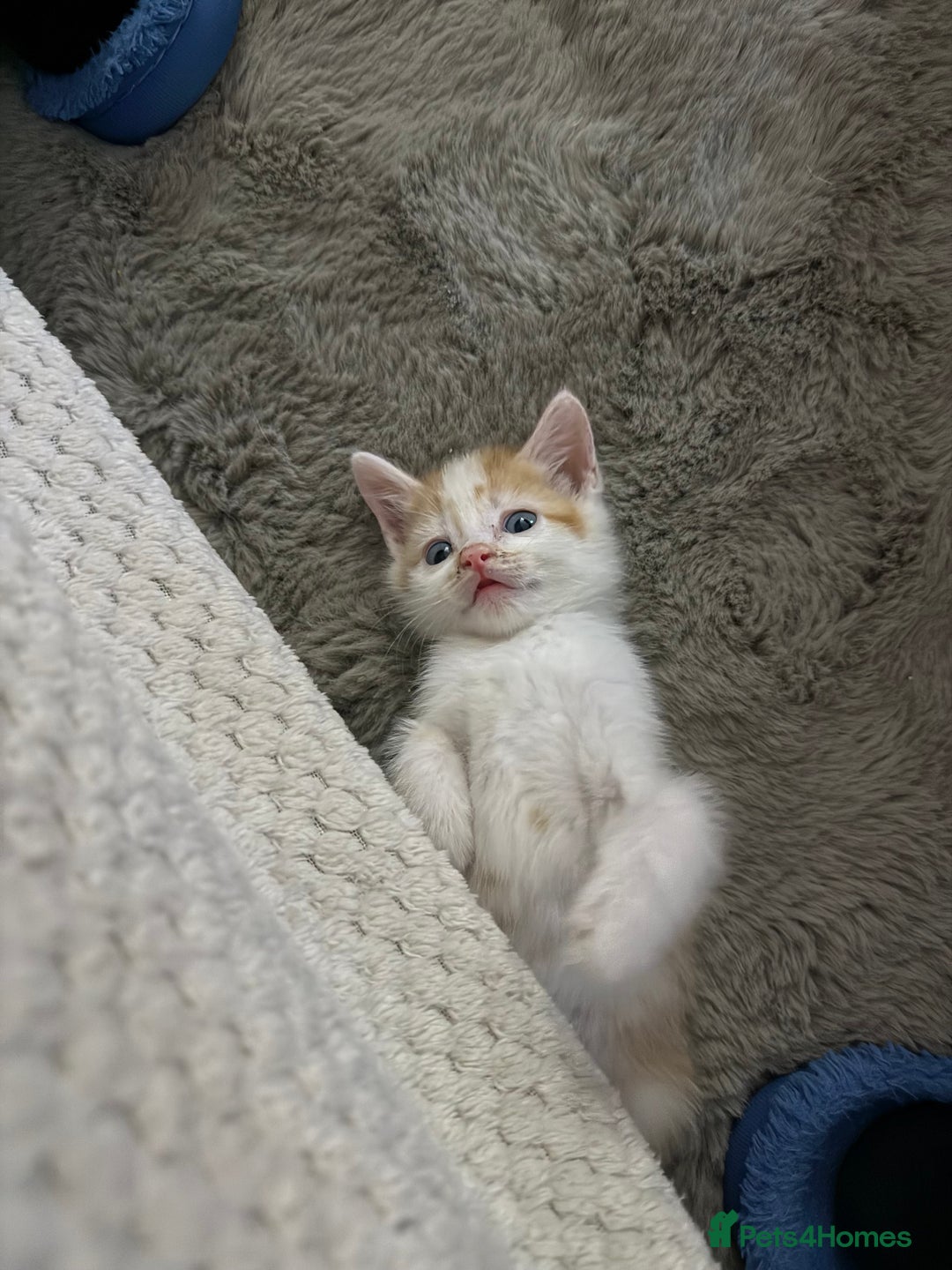 Oriental cats for sale: The Cutest Babies Hand Reared From 2 Weeks - Image 12