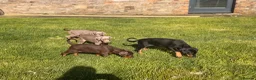 Dobermann dogs for sale: Doberman kennel club registered  - Advert 14