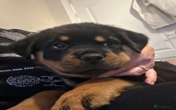 Rottweiler dogs for sale: Rottweiler puppies  - Advert 2