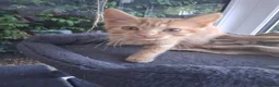 Mixed Breed cats for sale: Rare female Ginger Tabbies 😻 - Advert 27
