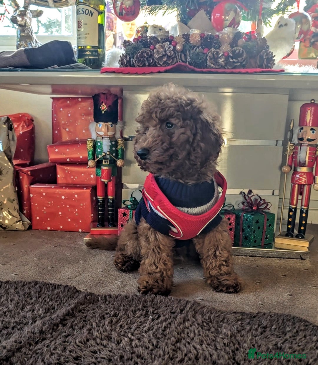 Miniature Poodle dogs for sale: MINIATURE POODLE BOYS NOW AVAILABLE!  - Advert 8