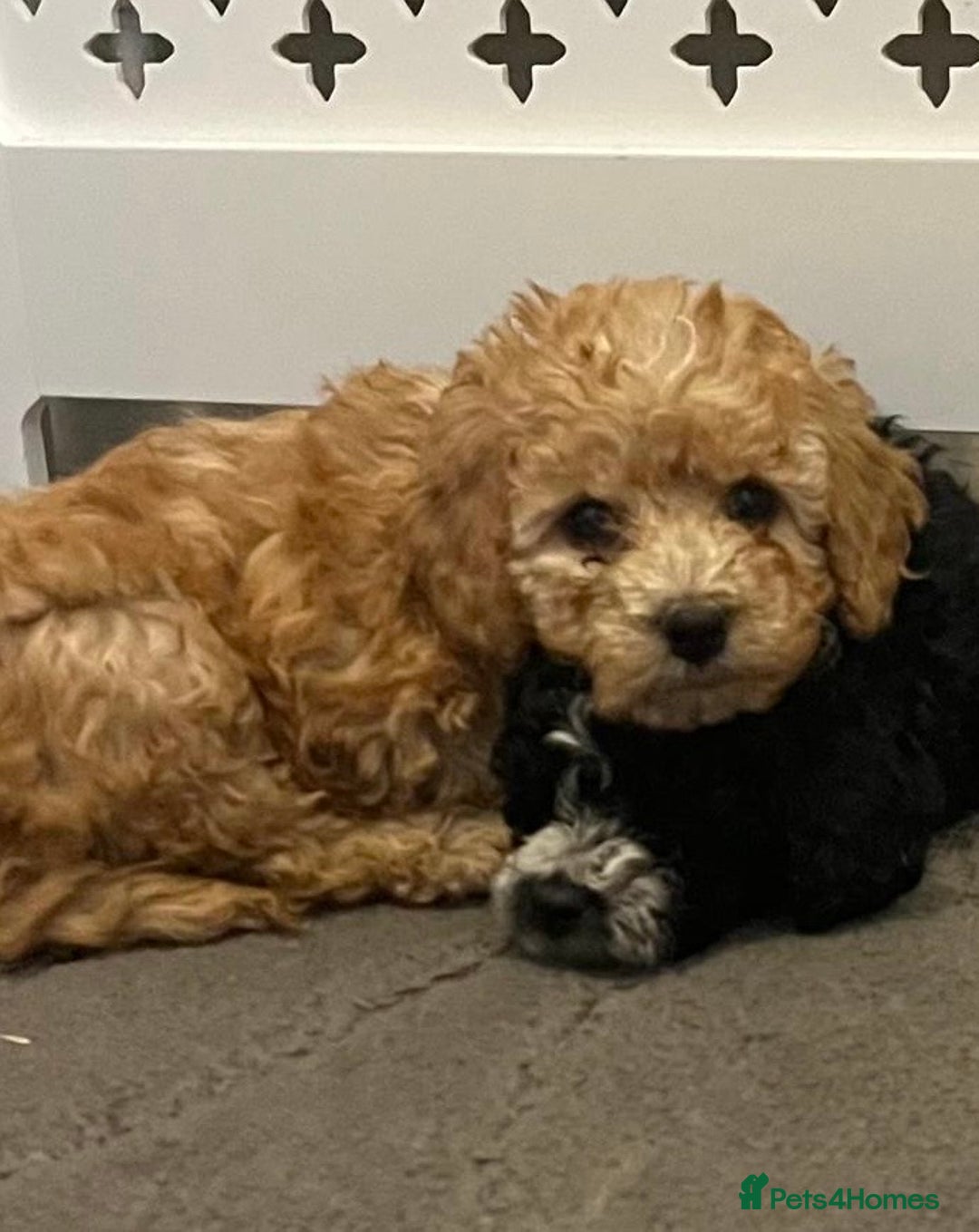 Cockapoo dogs for sale: Cockapoo F1B - Image 1