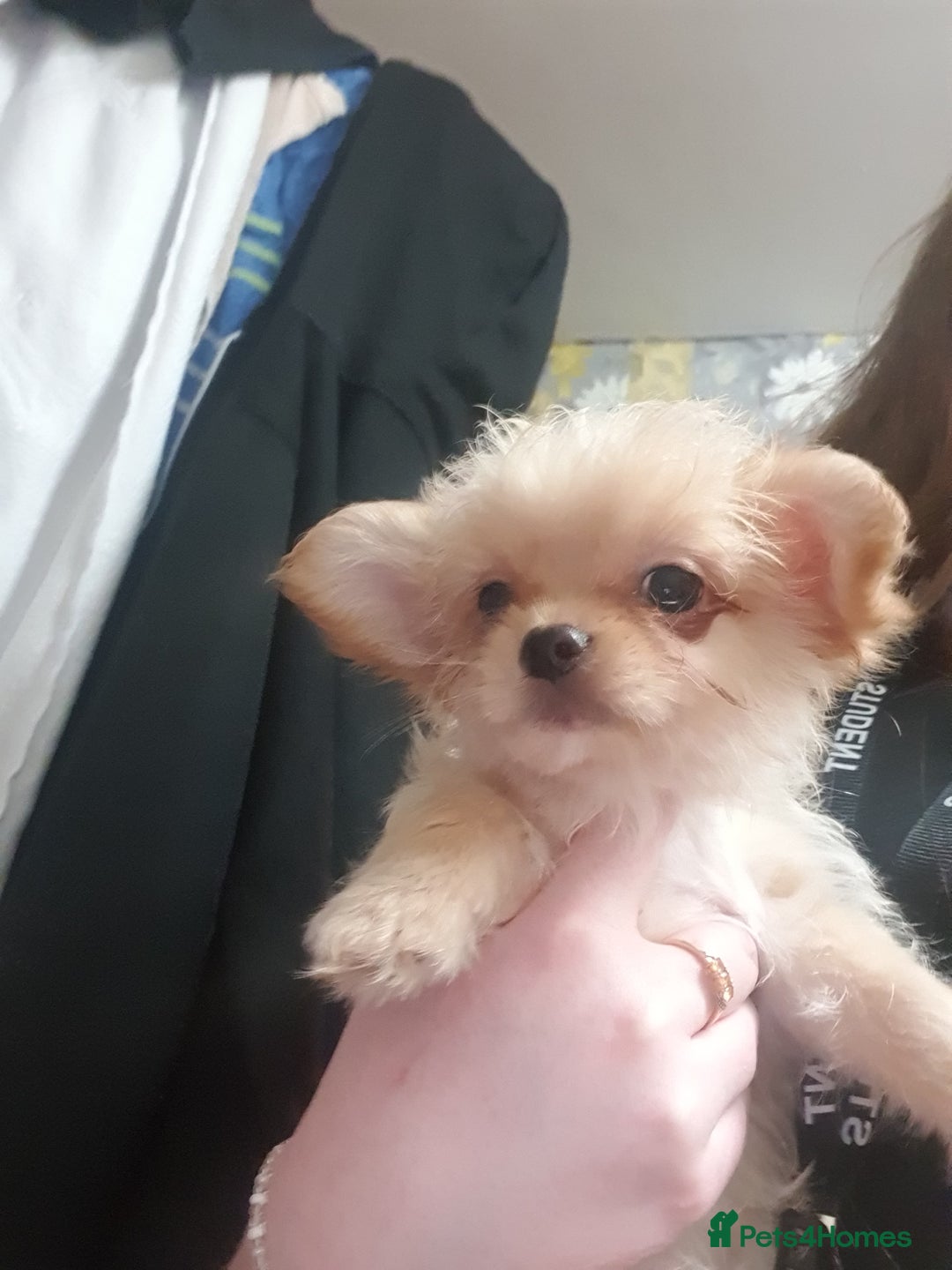 Chipoo dogs for sale: Chipoos  - Advert 9